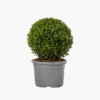 product-image-4_optimized Faucibus Interdum